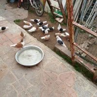 فروش کبوتر رنگی