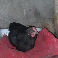 مرغ بومی تخم گذار