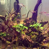 آکواریوم پلنت بسیار بزرگ فروش یکجا|ماهی|قزوین, |دیوار