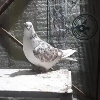 کفتر تهرانی پریشی|پرنده|شیراز, کوشک میدان|دیوار