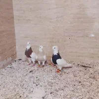 طوقی