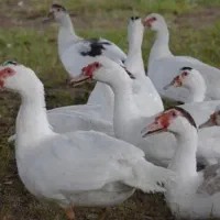 فروش اردک اسراییلی