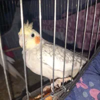 جفت عروس هلندی|پرنده|اهواز, کوی مندلی(سه راه خرمشهر)|دیوار