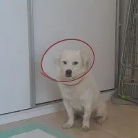 سگ اشپیتز /شناسنامه دار واکسن خورده