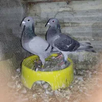 کفتر مسافتی|پرنده|گنبد کاووس, |دیوار