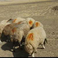 شک داشتی هیکلی آبستن