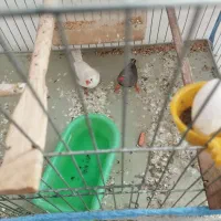 فنج|پرنده|اردبیل, |دیوار