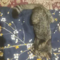 واگذاری گربه نژاد دار اسکاتیش