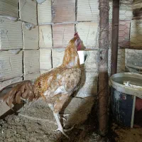 خروس رنگ پلنگی