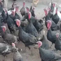 فروش بوقلمون|حیوانات مزرعه|پلدختر, |دیوار