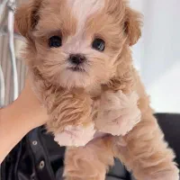 سگ جیبی پودل|سگ|تهران, پونک|دیوار