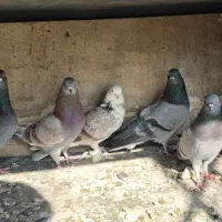 کفتر|پرنده|هشتگرد, مدرس|دیوار