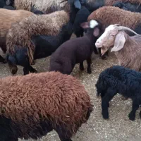 گوسفند بره دار|حیوانات مزرعه|سلطانیه, |دیوار