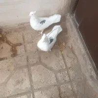 کفتر جفت نروماده قرچک|پرنده|قرچک, زیبا شهر|دیوار