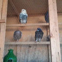 کبوتر|پرنده|بابل, |دیوار