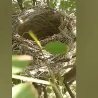جوجه سهره ۳عدد