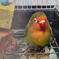 فروش طوطی برزیلی و عروس هلندی