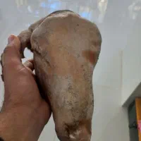 کله پاچه گوسفند ۲۰ عدد