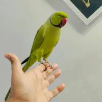 طوطی ملنگو|پرنده|اهواز, فرهنگ شهر|دیوار