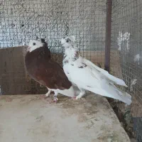 کبوتر خوشگل