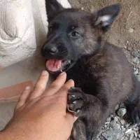 سگ..|سگ|رودان, |دیوار