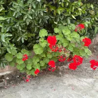 اجاره واحد ۶۰ متری دو خوابه نوساز کلید نخورده|اجارهٔ آپارتمان|کومله, |دیوار