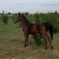 مادیون فروشی...