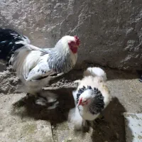 مرغ خروس برهما اصل رومانی