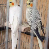 جفت طوطی عروس هلندی