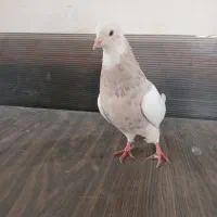 طوقی کارتونی