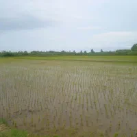 زمین-کشاورزی-10هزار-متری-سندار-زیباکنار