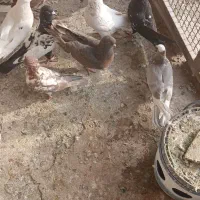 کبوتران غریب|پرنده|ابهر, |دیوار