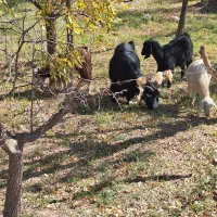 تعداد بز بزغاله فروشی|حیوانات مزرعه|خوسف, |دیوار