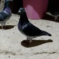 پرنده مسافت بلند|پرنده|اهواز, کوی آزادی|دیوار