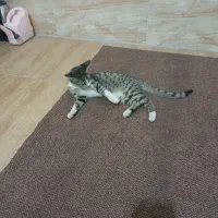گربه پیداشده