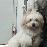 سگ شیتزو تریر نر