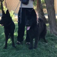 ژرمن بلک|سگ|صباشهر, |دیوار