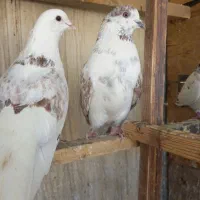 کفتر غریبگیری