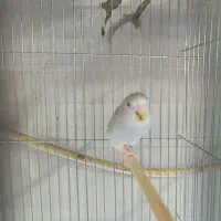 طوطی کاترین مرغ عشق  انگلیسی  پروتلت هشت خان|پرنده|قدس, شهر‌قدس|دیوار