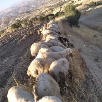کاور ماده سالم و سرحال