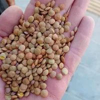 عدس|خوردنی و آشامیدنی|شیروان (خراسان), |دیوار