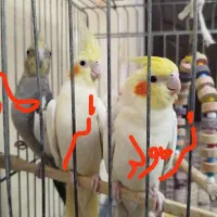 عروس هلندی|پرنده|تبریز, |دیوار