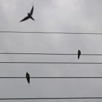 2000d دوربین عکاسی DSLR کنون|دوربین عکاسی و فیلم‌برداری|ماسال, |دیوار