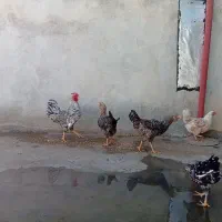 خروس فروشی