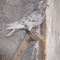 سار سرور رنجر