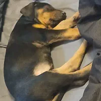 واگذاری سگ دوبرمن|سگ|مشهد, شهرآرا|دیوار