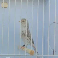 یک عدد قناری آگات ماده و یک عدد یلو فاکتور نر|پرنده|اراک, |دیوار