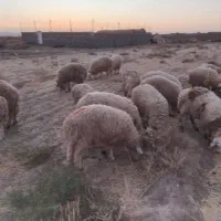 فروش ۲۰راس بره نر