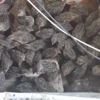 بلدرچین