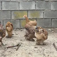 باروک دیلگونی دونه ۱۵۰۰